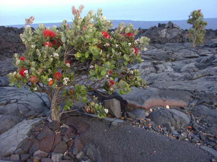 ʻŌhiʻa Lehua - A Native Tree And Blossom Of Hawaii » Conscious Maui